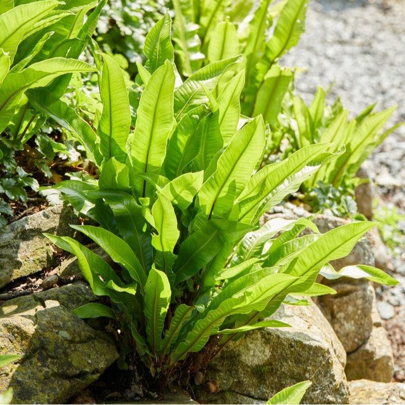 Hart’s Tongue Fern | Phyllitis scolopendrium