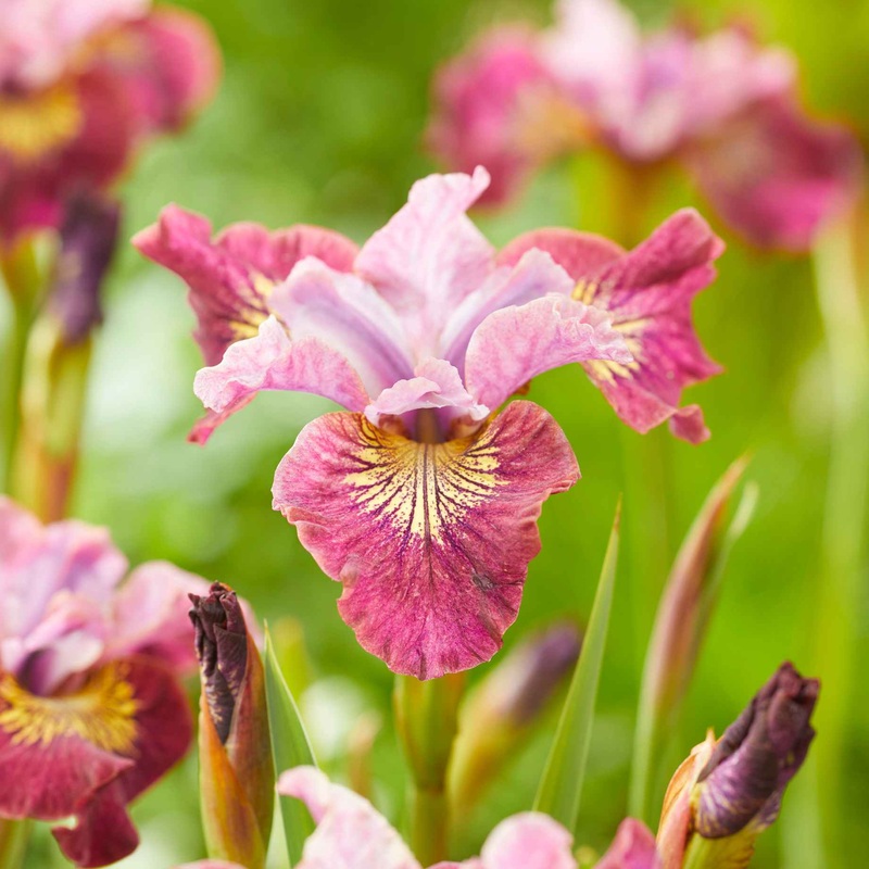 Iris sibirica ‘Peacock Butterfly Miss Apple’