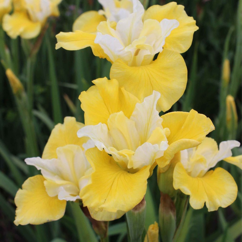 Iris sibirica ‘Peacock Butterfly Solar Energy’