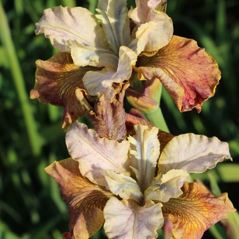 Iris sibirica ‘Peacock Jerry Murphy’