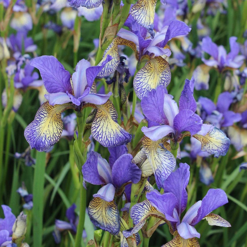 Iris sibirica ‘Peacock Pennywhistle’