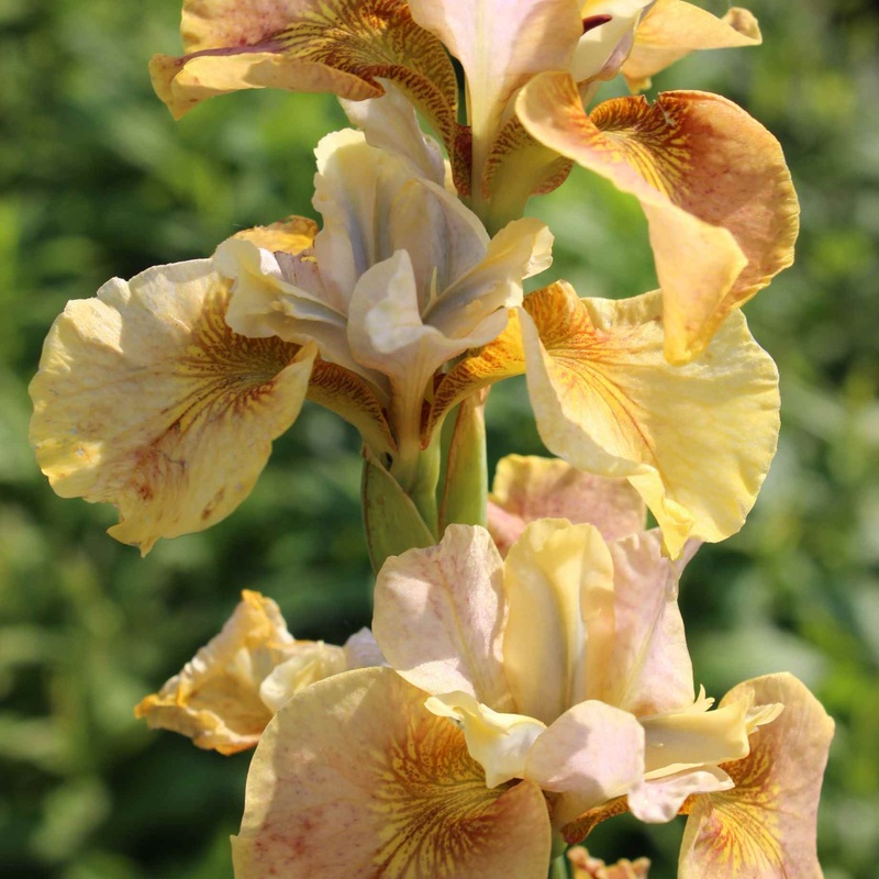 Iris sibirica ‘Peacock White Amber’