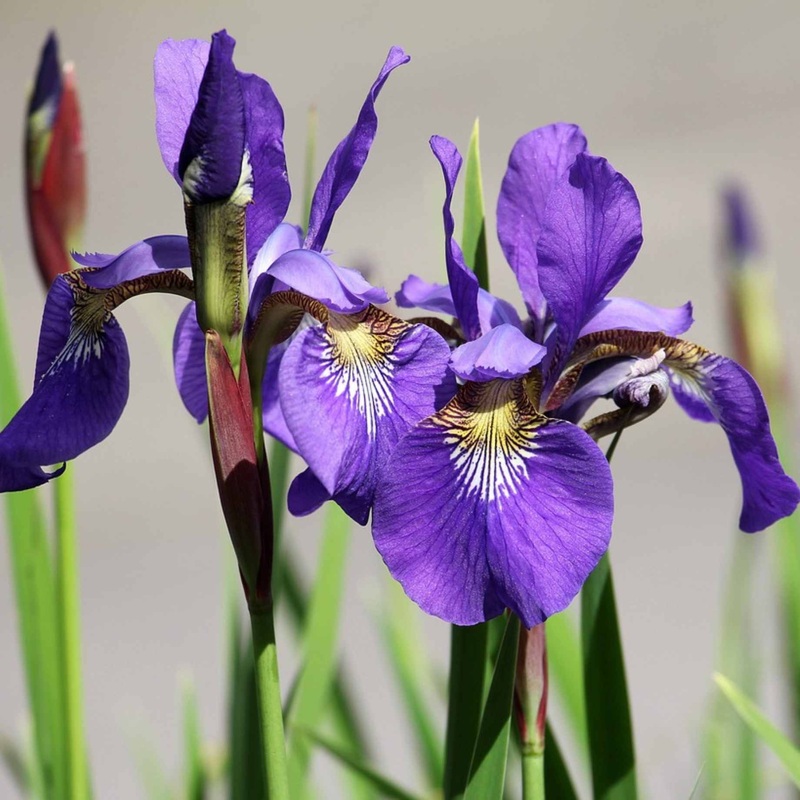 Iris x robusta ‘Dark Aura’|Plant in a 2L Pot