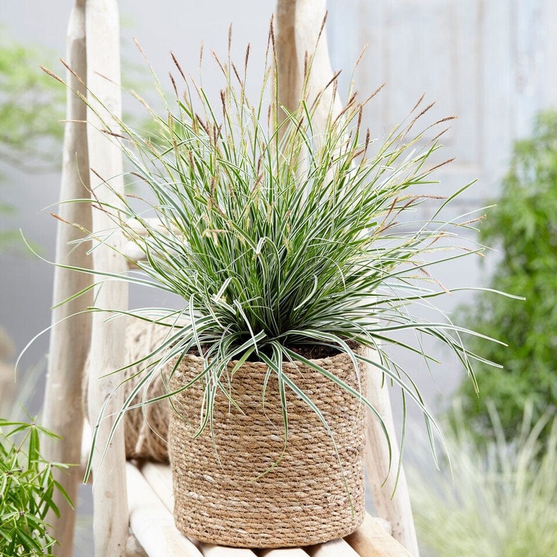 Japanese Sedge | Carex oshimensis ‘Everest’
