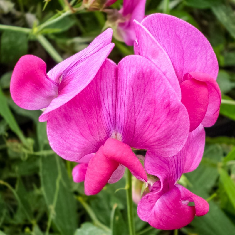 Lathyrus latifolius ‘Red Pearl’