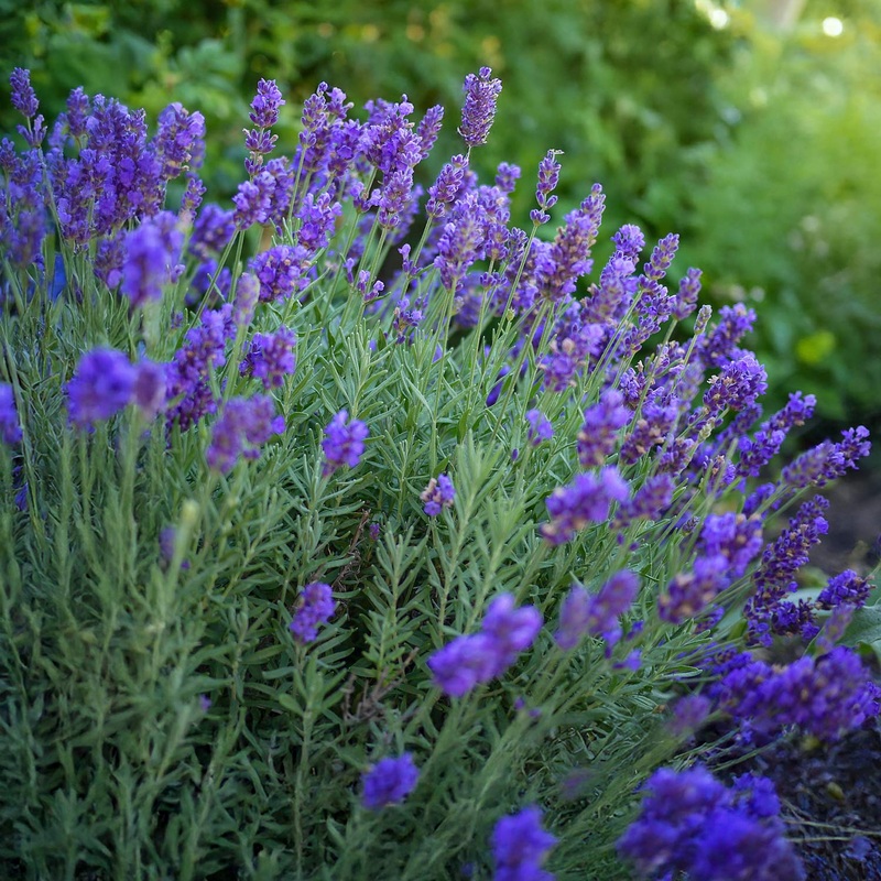 Lavandula x intermedia ‘Dutch Group’