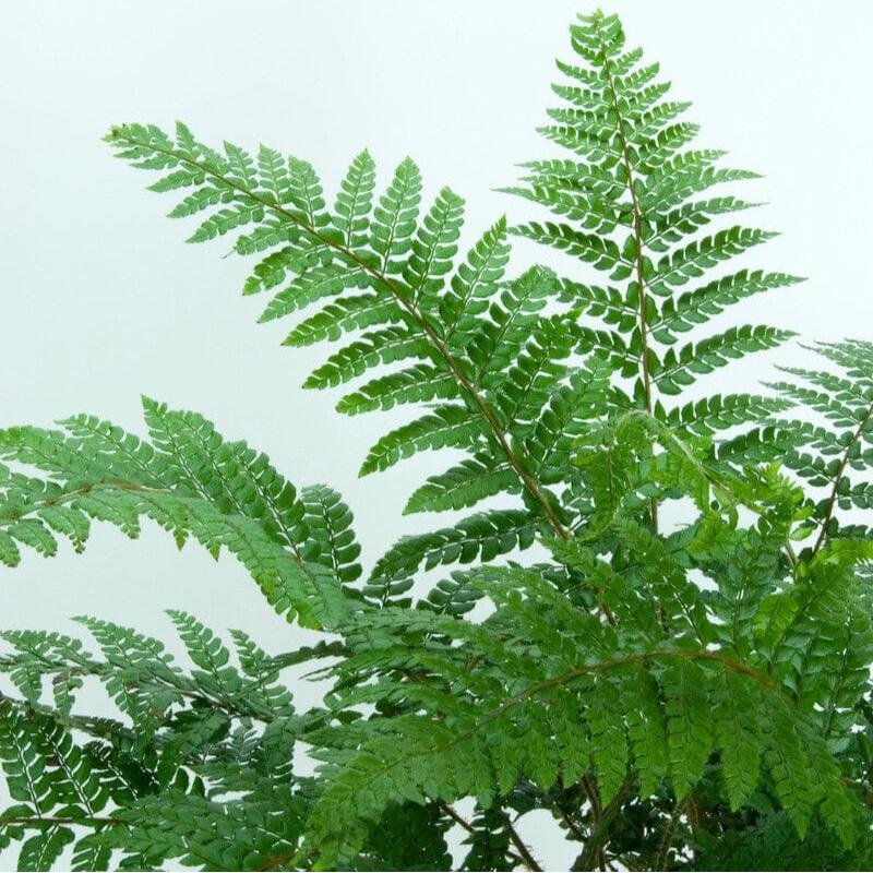 Makino’s Holly Fern | Polystichum Makinoi