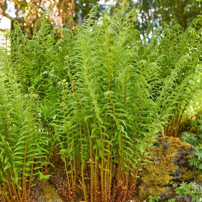 Male Fern | Dryopteris Filix Mas