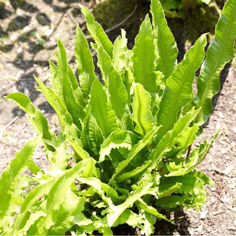 Narrow Buckler Fern | Phyllitis Angustifolia
