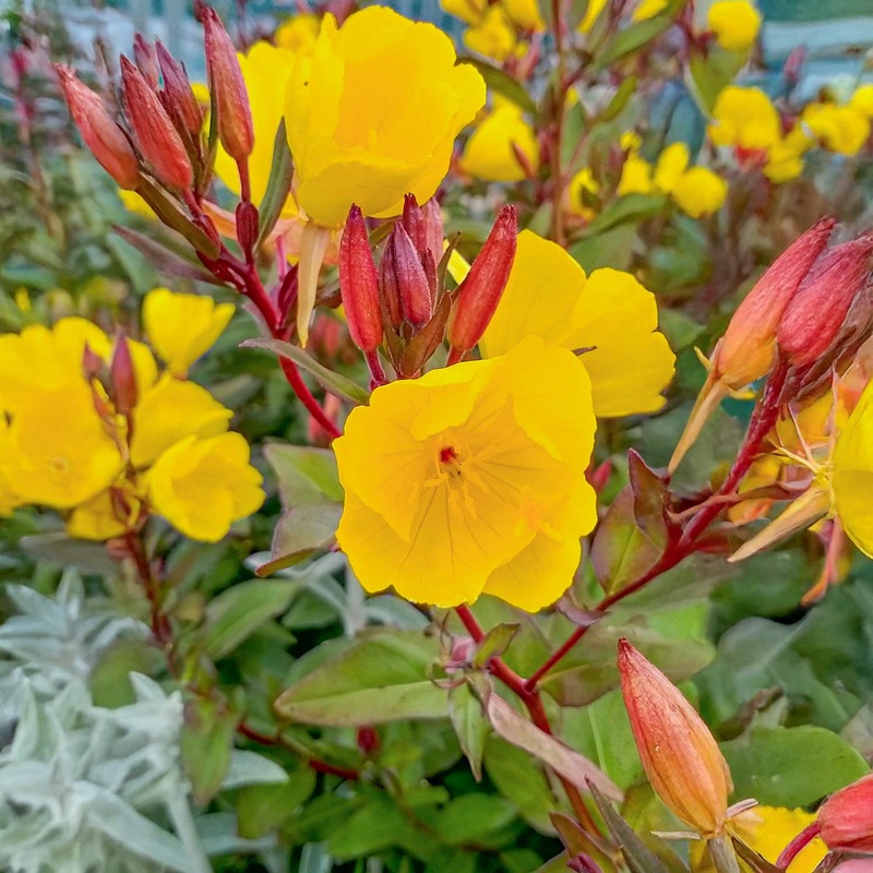 Oenothera ‘Summer Sun’ (Evening primrose)