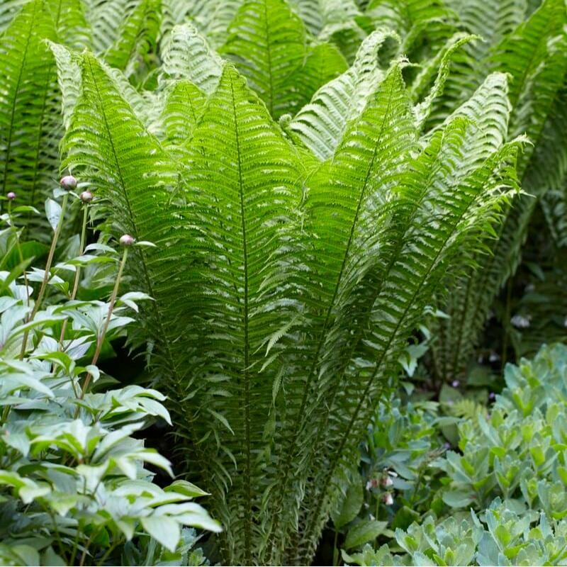 Ostrich Fern | Matteuccia struthiopteris