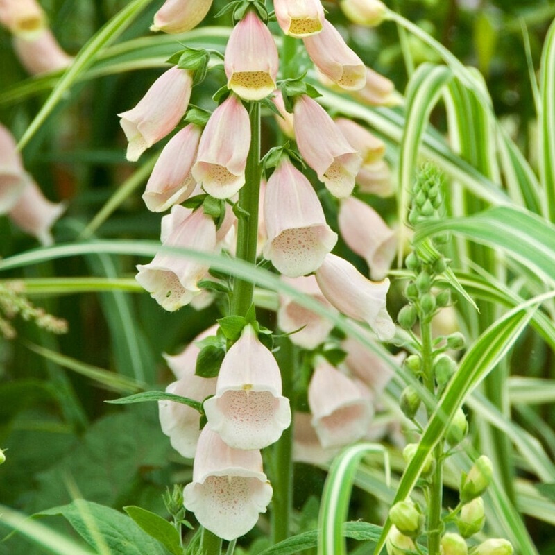 Peach Foxglove | Digitalis purpurea ‘Sutton’s Apricot’