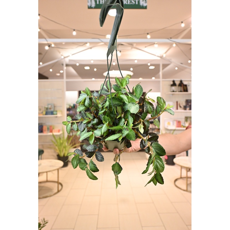 Pellonia Daveanna’Trailing Begonia’
