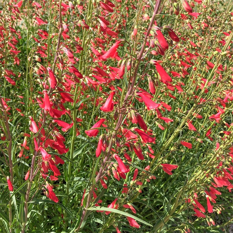 Penstemon barbatus coccineus|12cm