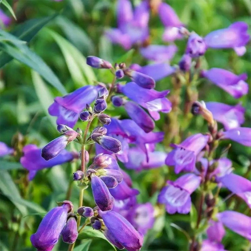 Penstemon ‘Bodnant’|9cm|2 litre