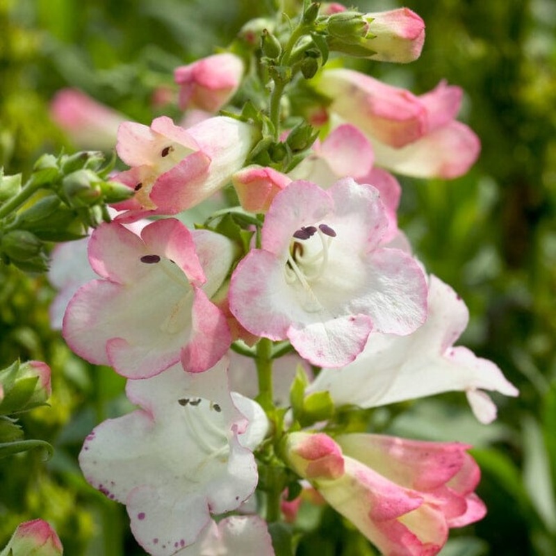 Penstemon ‘Phoenix Appleblossom’