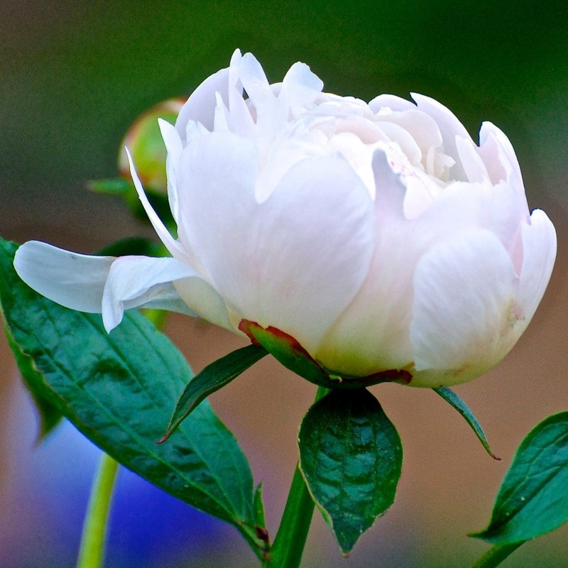 Peony ‘Duchesse de Nemours’|Premium Plant in a 3.5L Pot