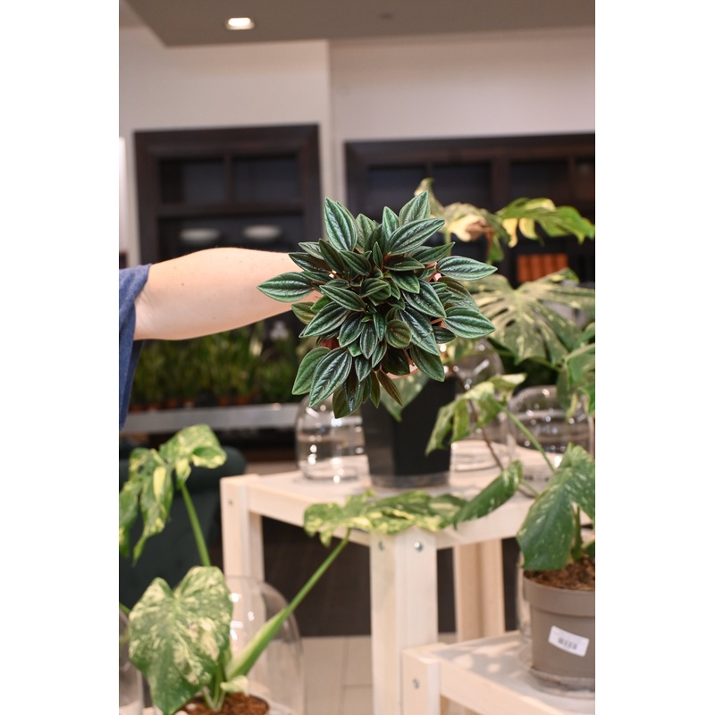 Peperomia ‘Eden Rosso’|4″