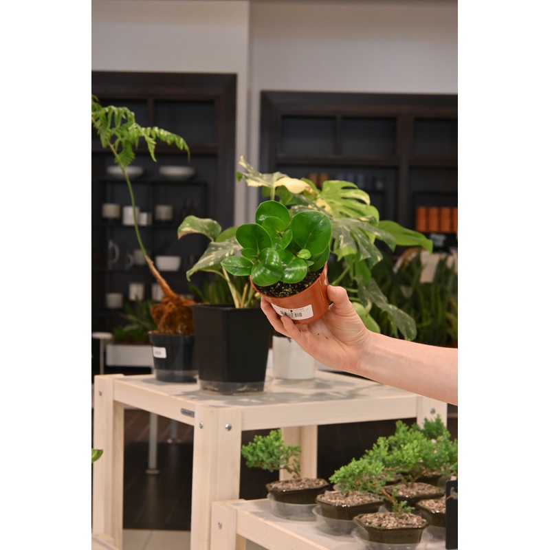 Peperomia Lemon Lime|4″