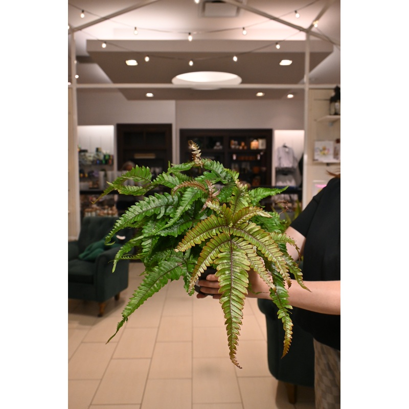 Peteris ‘Tri-Color’ Fern|6″