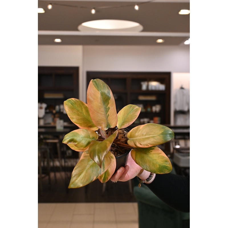 Philodendron Black Cardinal Variegated