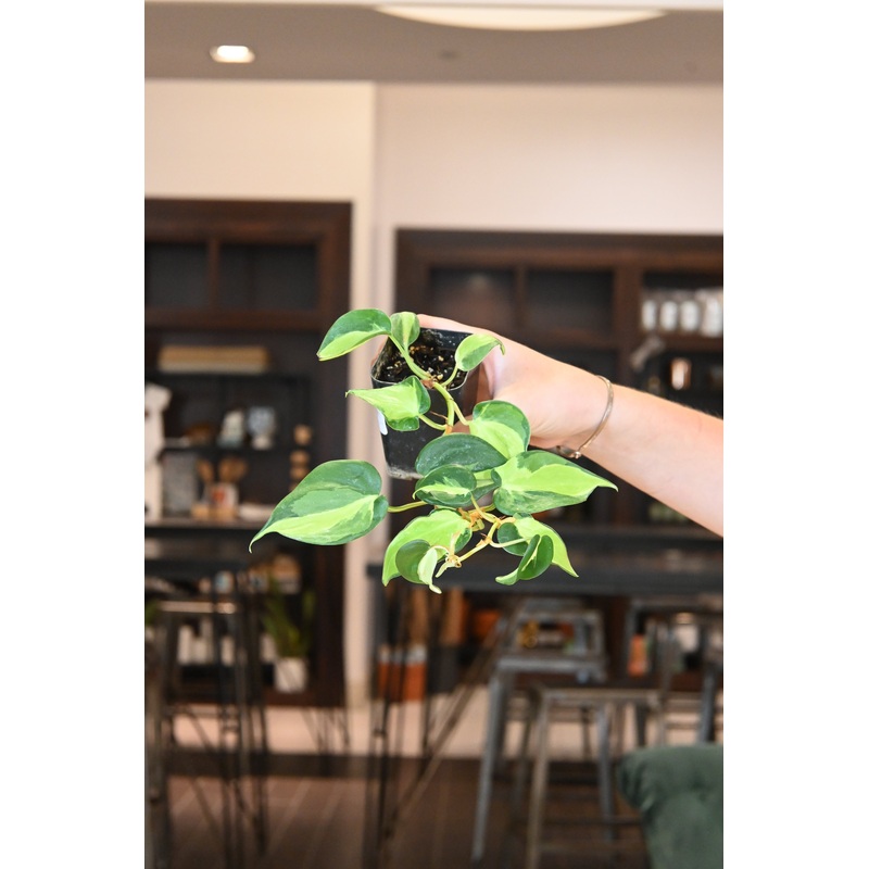 Philodendron Cream Splash Sport
