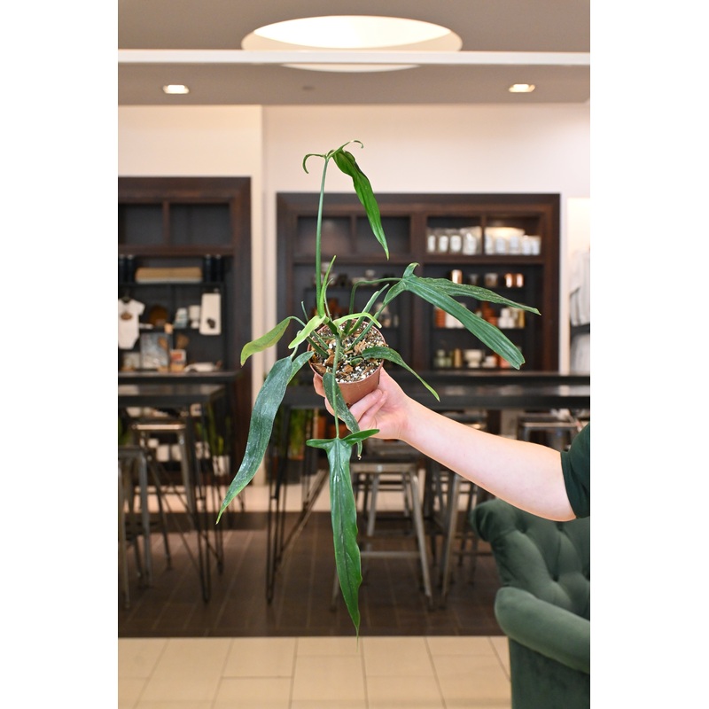 Philodendron Holtonianum|4″