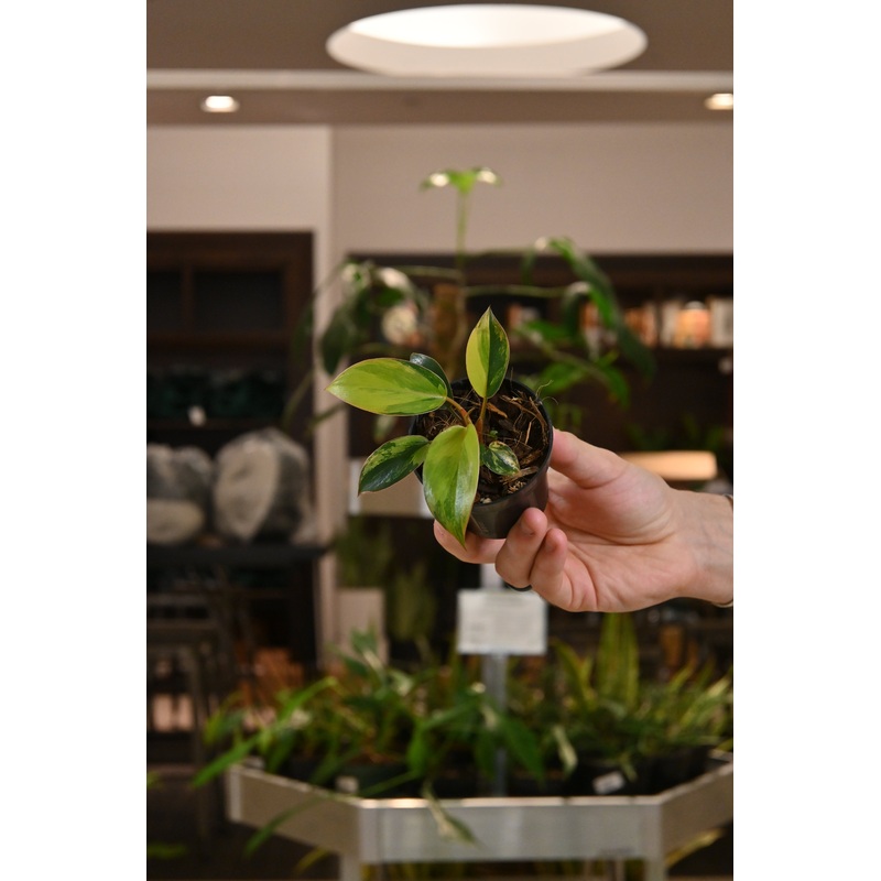 Philodendron Red Congo Variegated