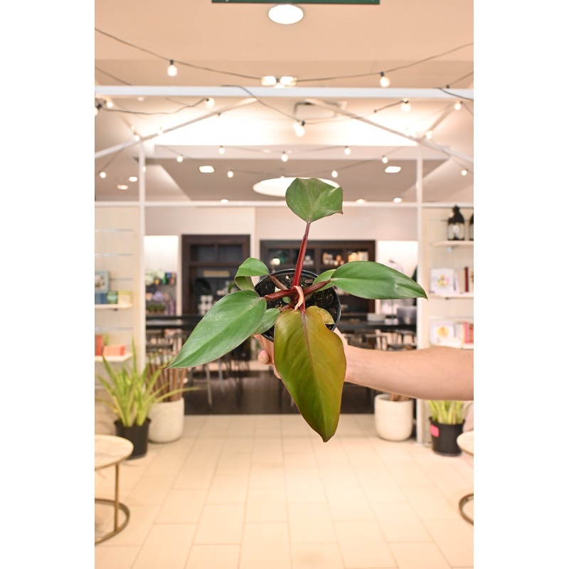 Philodendron Royal Queen|6″