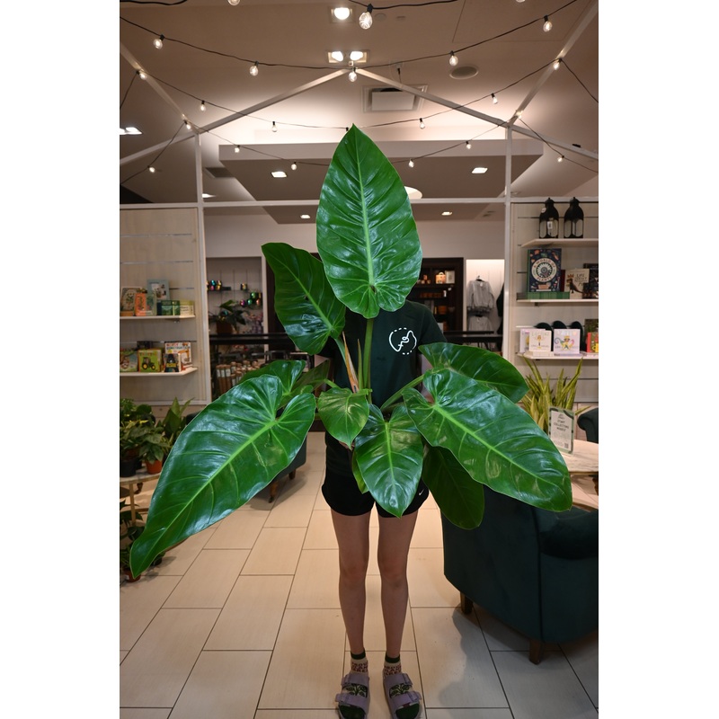 Philodendron Rui Sub|8″