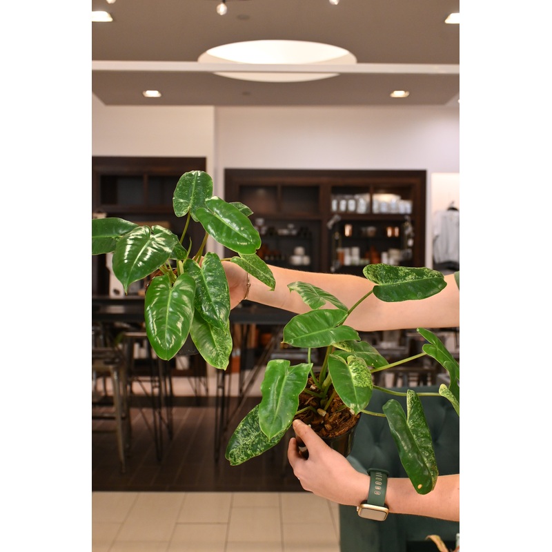 Philodendron Variegated Burle Marx Mint