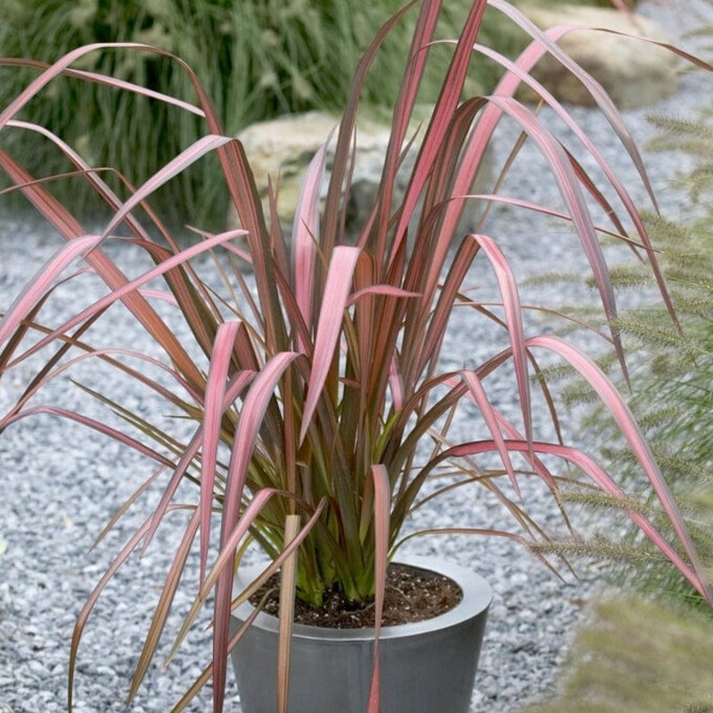 Phormium ‘Evening Glow’|Plant in a 3L Pot
