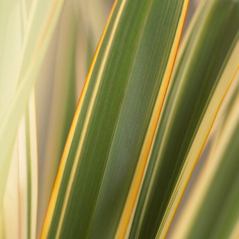 Phormium ‘Golden Ray’|Plant in a 3L Pot