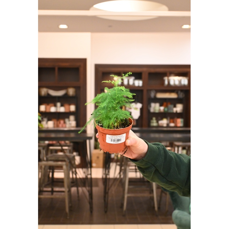 Plumosa Fern|4″