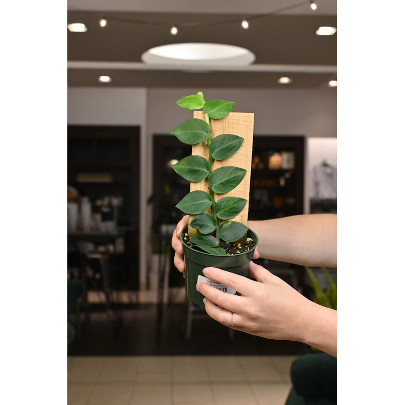 Rhaphidophora Hayii|4″