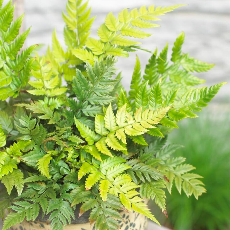 Rigid Shield Fern | Polystichum rigens