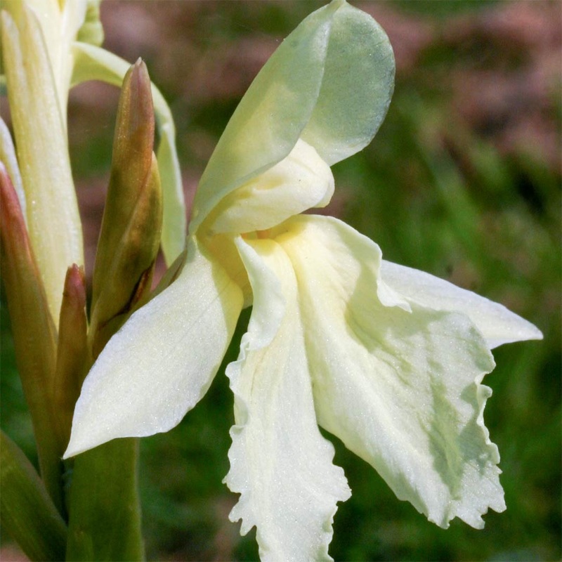 Roscoea ‘Kew Beauty’|2 litre