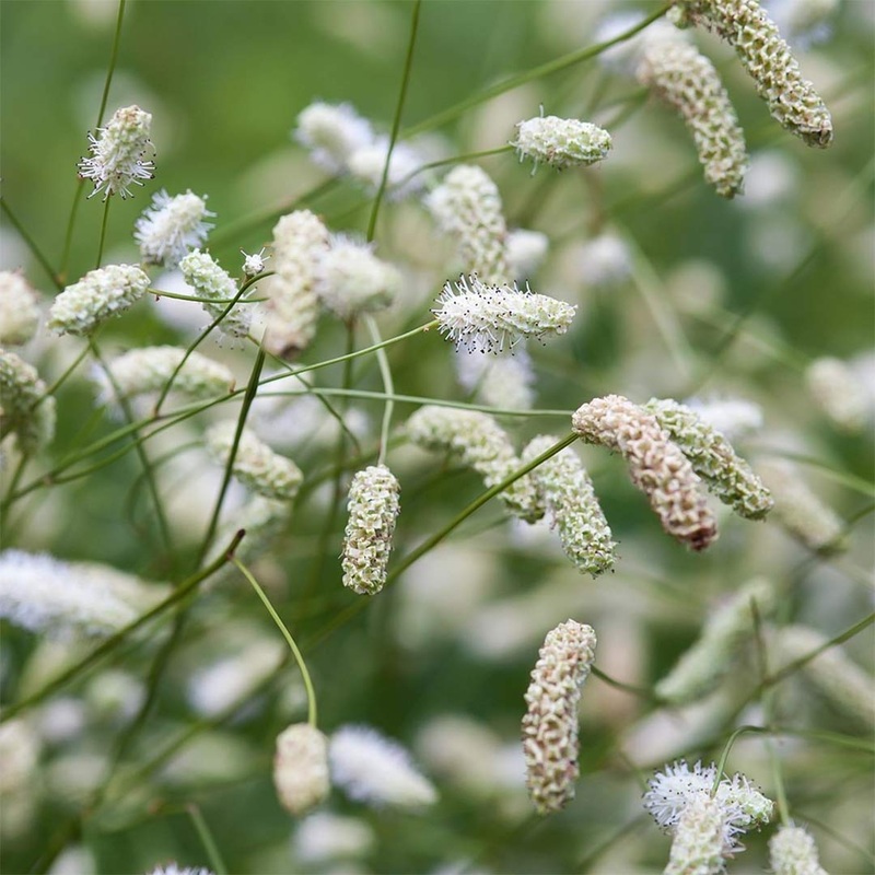Sanguisorba tenuifolia ‘Stand Up Comedian’