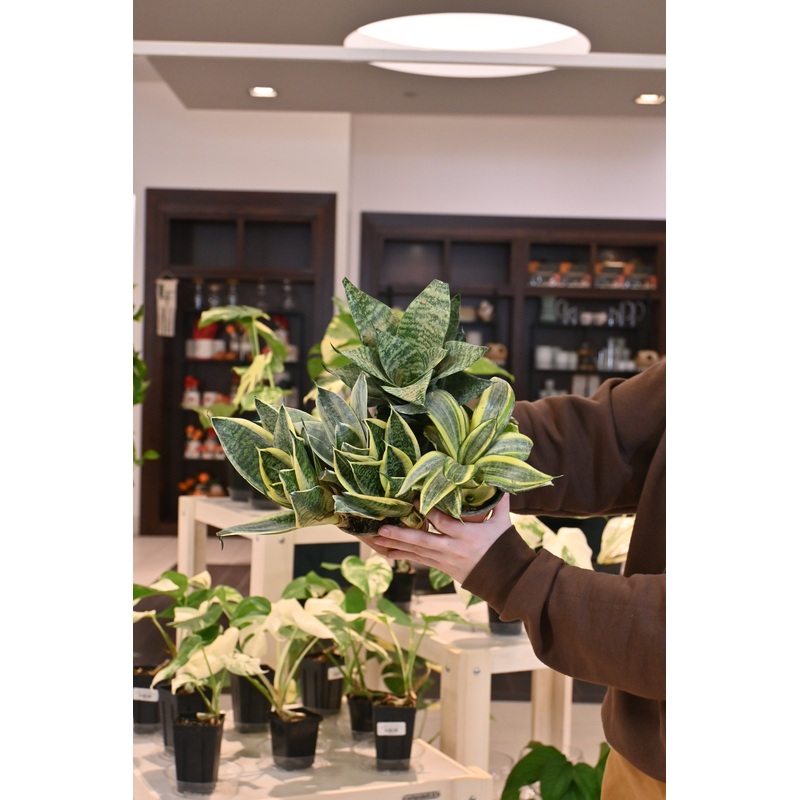 Sansevieria Hahnii Asst.|4″