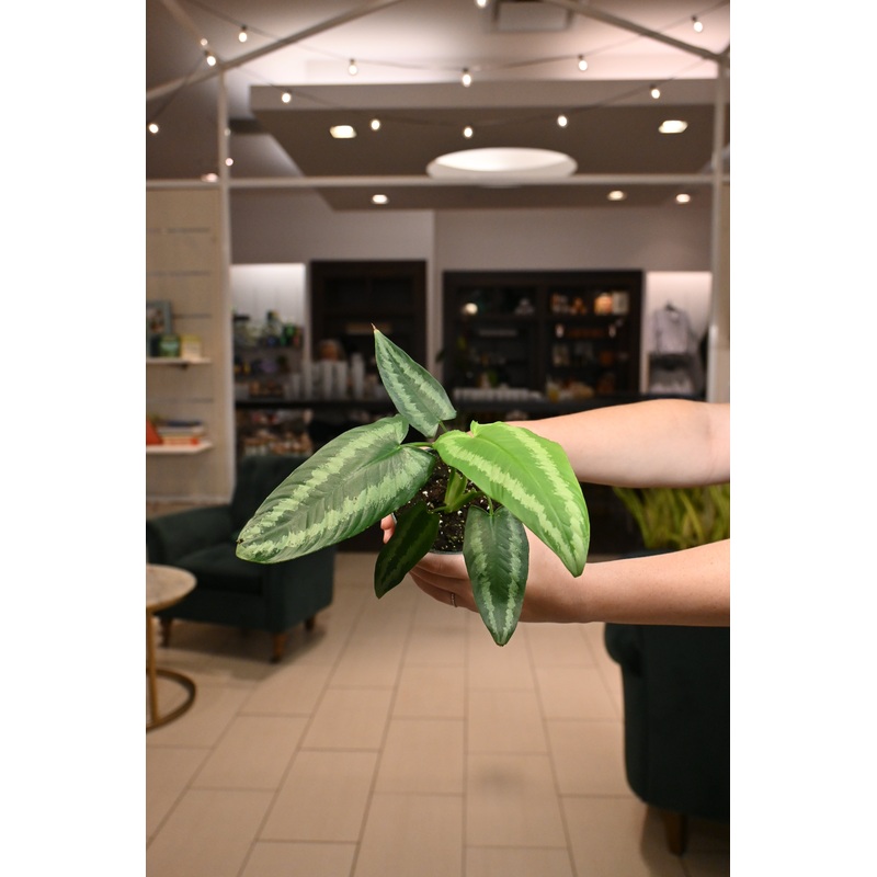 Schismatoglottis Wallichii|4″