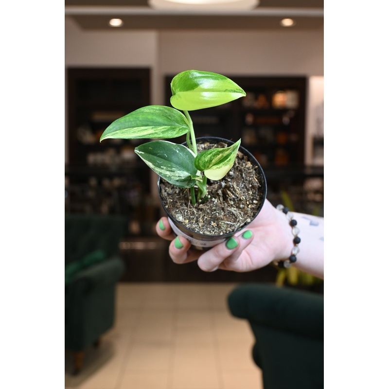 Scindapsus Blue Albo Marble