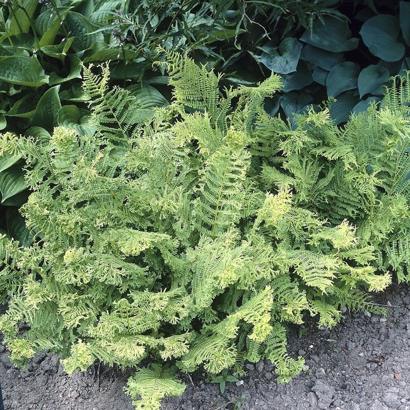 Soft Shield Fern | Polystichum Plumosum Densum