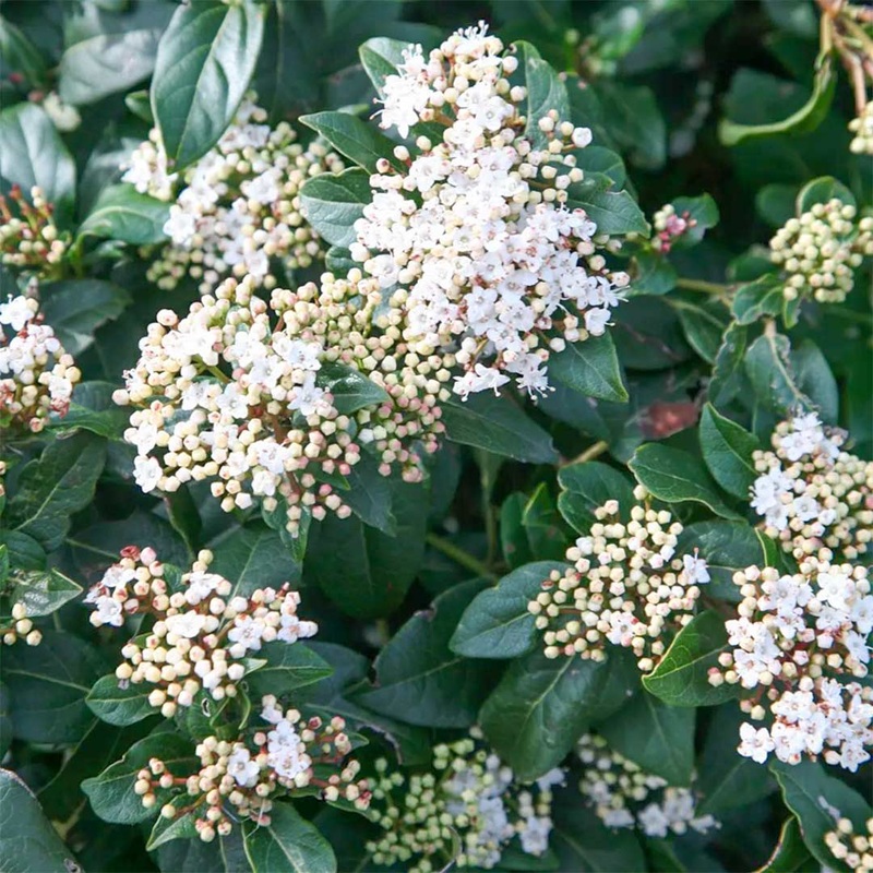 Viburnum tinus ‘French White’|3 litre