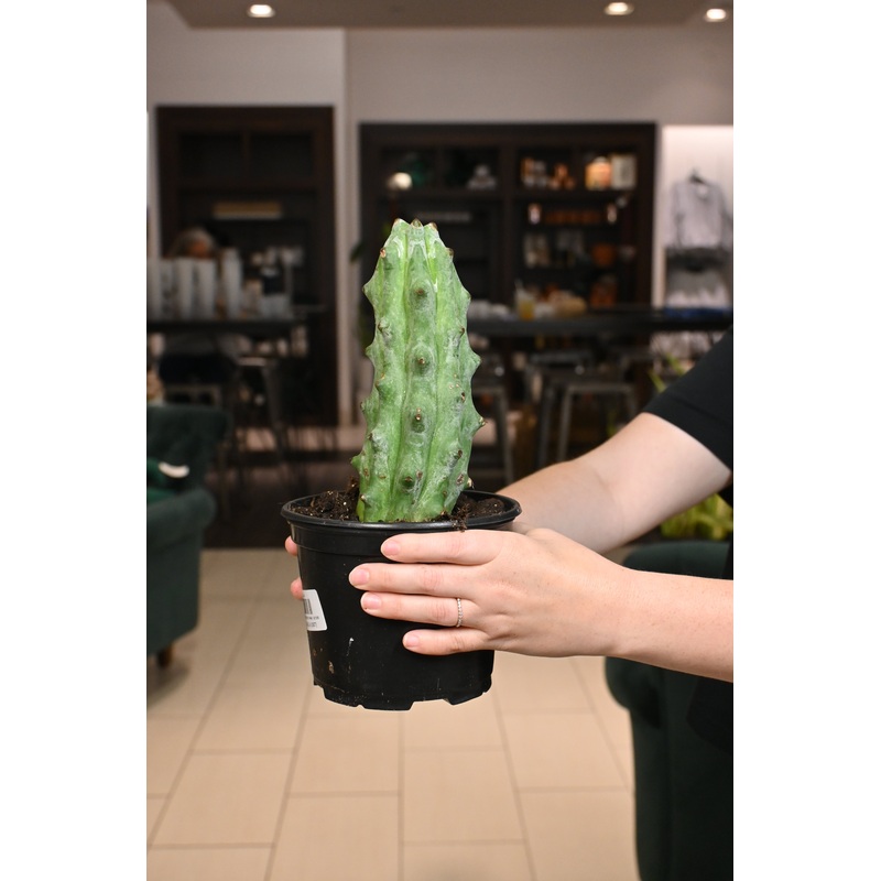 White Ghost Boobie Cactus|6″