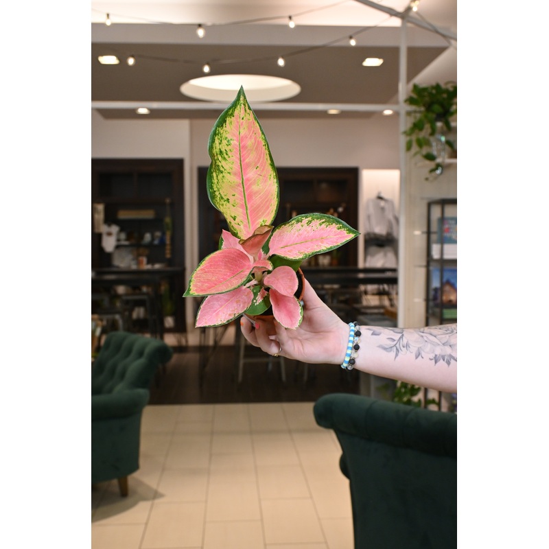 Aglaonema Pink Pearl|4″