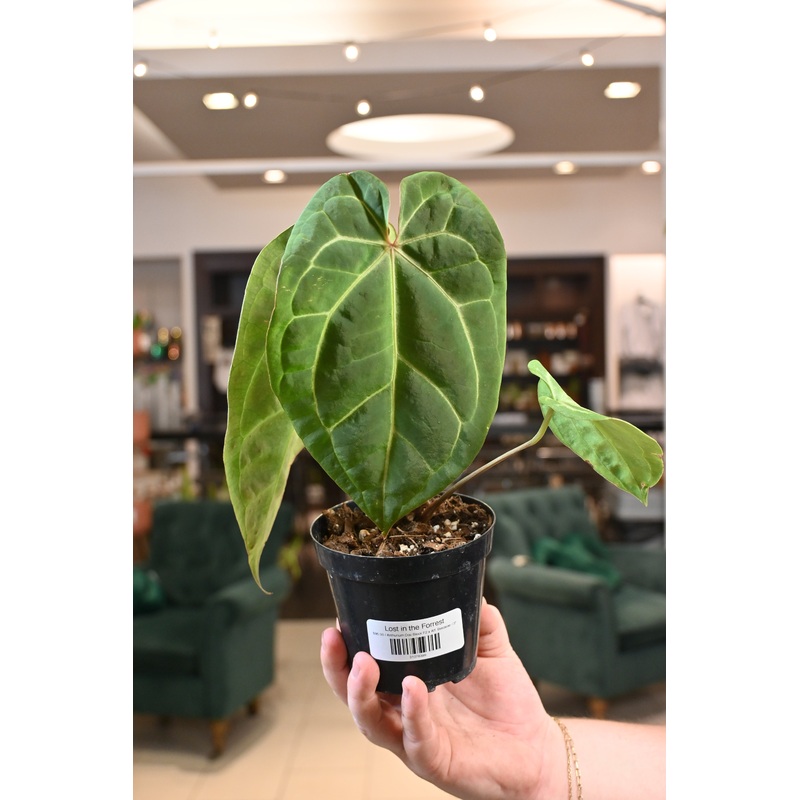 Anthurium Doc Block F2 x Aff. Besseae