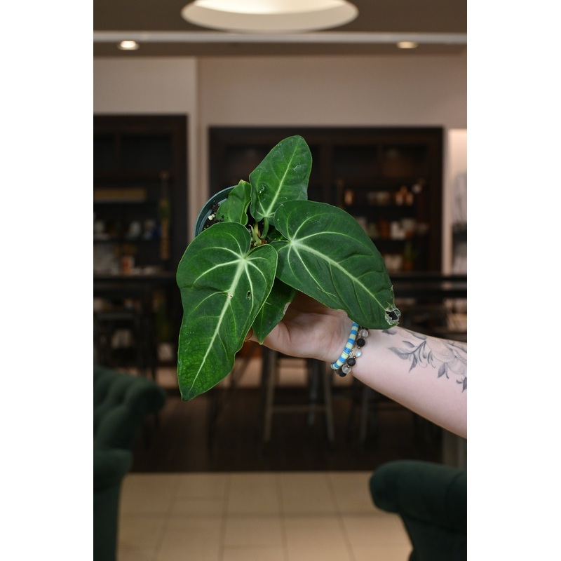 Anthurium Villenaorum|4″