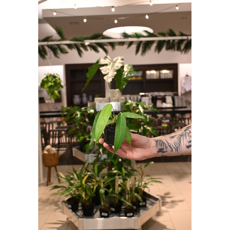 Anthurium Wendlingeri|3″
