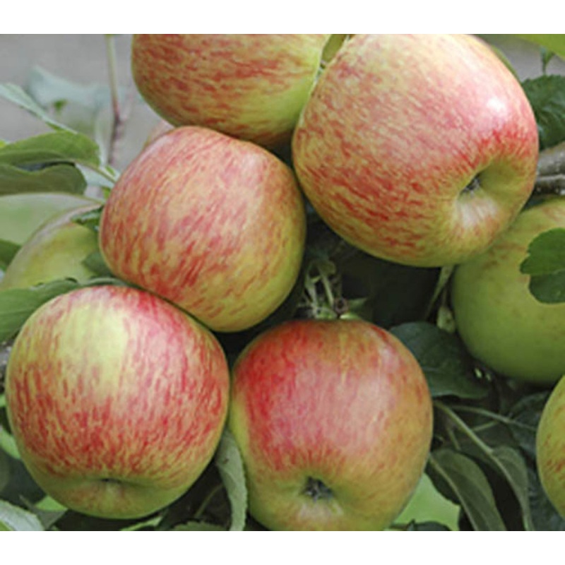Apple Braeburn Tree – 10 Litre Pot