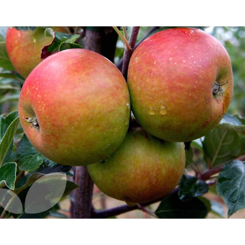 Apple Coxs Orange Pippin Tree – 10 Litre Pot